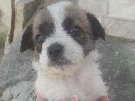 Cachorro ra a Vira lata  idade Abaixo de 2 meses nome Cachorrinhos 