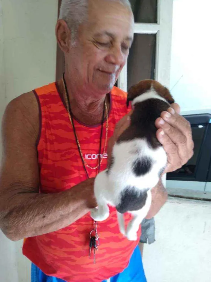 Cachorro raça SRD idade Abaixo de 2 meses nome 8 Fêmea e 1 Machinho
