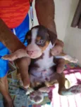 8 Fêmea e 1 Machinho