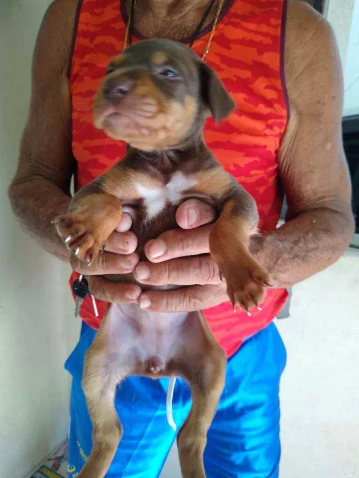 Cachorro raça SRD idade Abaixo de 2 meses nome 8 Fêmea e 1 Machinho