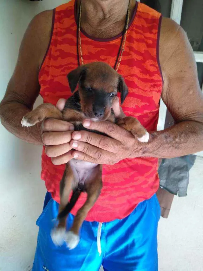 Cachorro raça SRD idade Abaixo de 2 meses nome 8 Fêmea e 1 Machinho