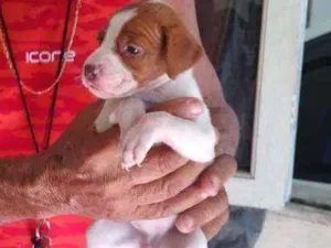 Cachorro raça SRD idade Abaixo de 2 meses nome 8 Fêmea e 1 Machinho