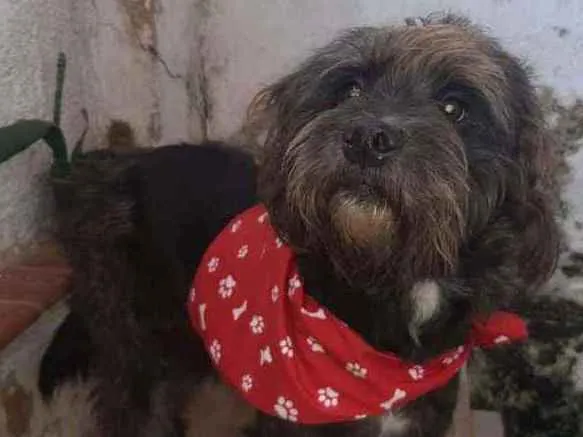 Cachorro ra a SRD idade 1 ano nome Batman
