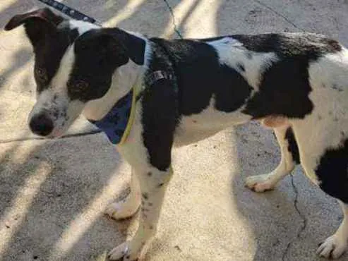 Cachorro ra a SRD idade 1 ano nome Robin