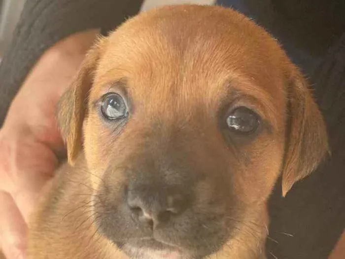 Cachorro ra a Indefinida idade Abaixo de 2 meses nome Belos filhotes