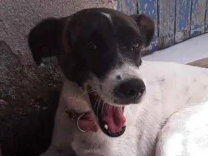 Cachorro raça Mestiço  idade 2 anos nome Juliana