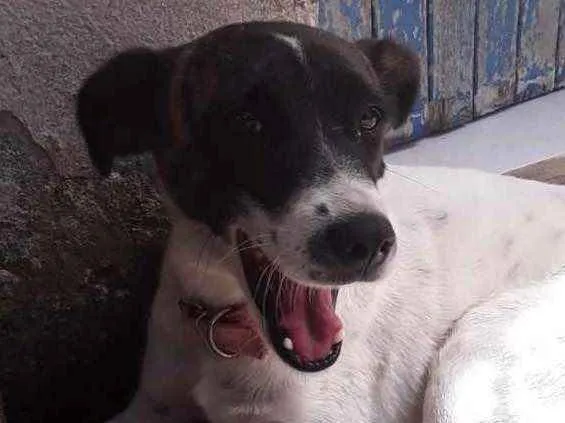 Cachorro ra a Mestiço  idade 2 anos nome Juliana