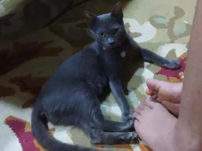 Gato raça Sdr idade 2 a 6 meses nome Eva