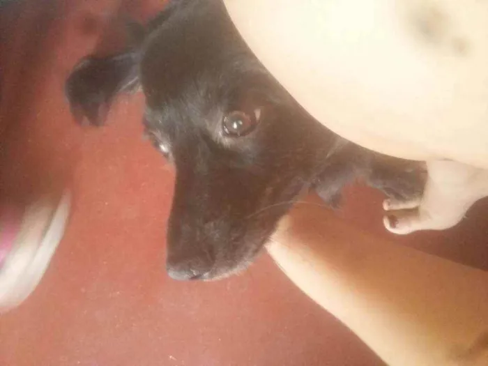 Cachorro ra a Vira lata idade 7 a 11 meses nome Luna