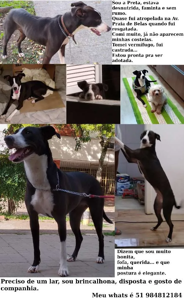 Cachorro ra a SRD-ViraLata idade 7 a 11 meses nome Preta