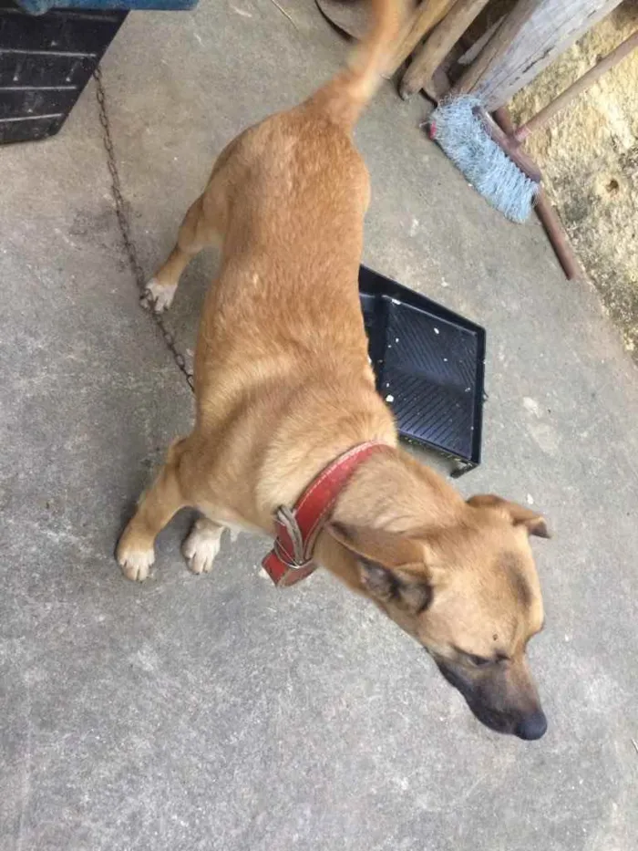 Cachorro ra a Indefinido  idade 1 ano nome Vivo 