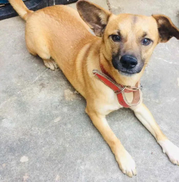 Cachorro ra a Indefinido  idade 1 ano nome Vivo 