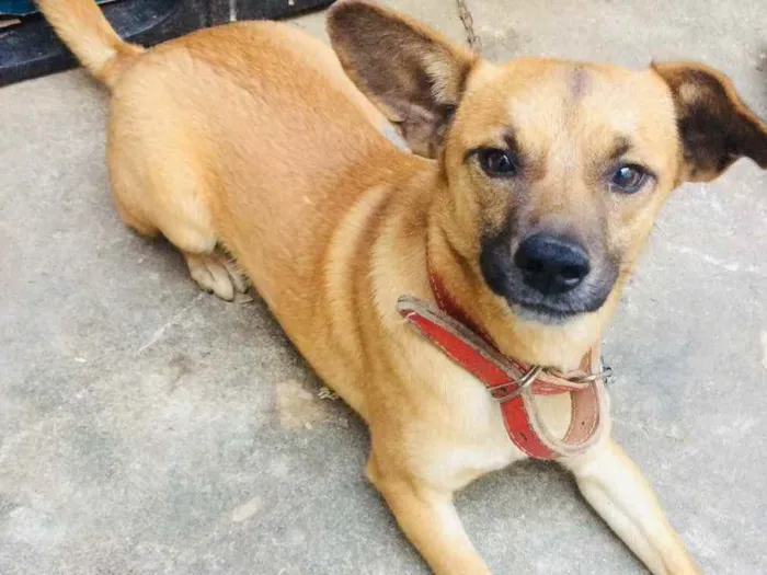 Cachorro ra a Indefinido  idade 1 ano nome Vivo 