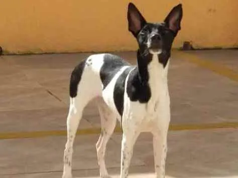 Cachorro raça Sem raça idade 1 ano nome Pitusca