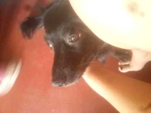 Cachorro raça Vira lata idade 7 a 11 meses nome Luna