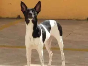 Cachorro raça Sem raça idade 1 ano nome Pitusca