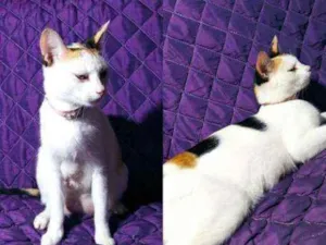 Gato raça  idade 2 anos nome Doutora 