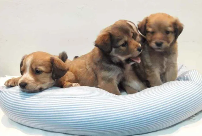 Cachorro ra a Mestizo  idade Abaixo de 2 meses nome Rafael