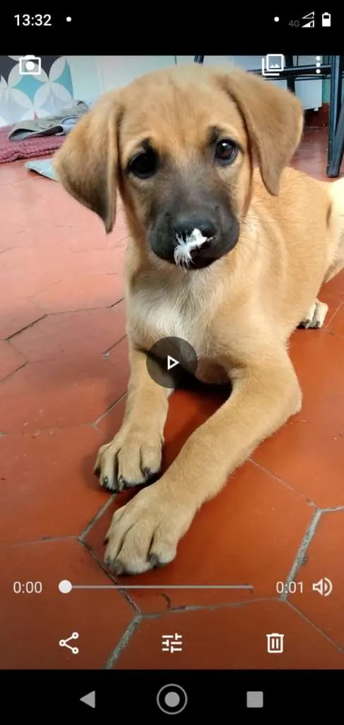 Cachorro ra a SRD-ViraLata idade 2 a 6 meses nome Filhotes 2 meses.