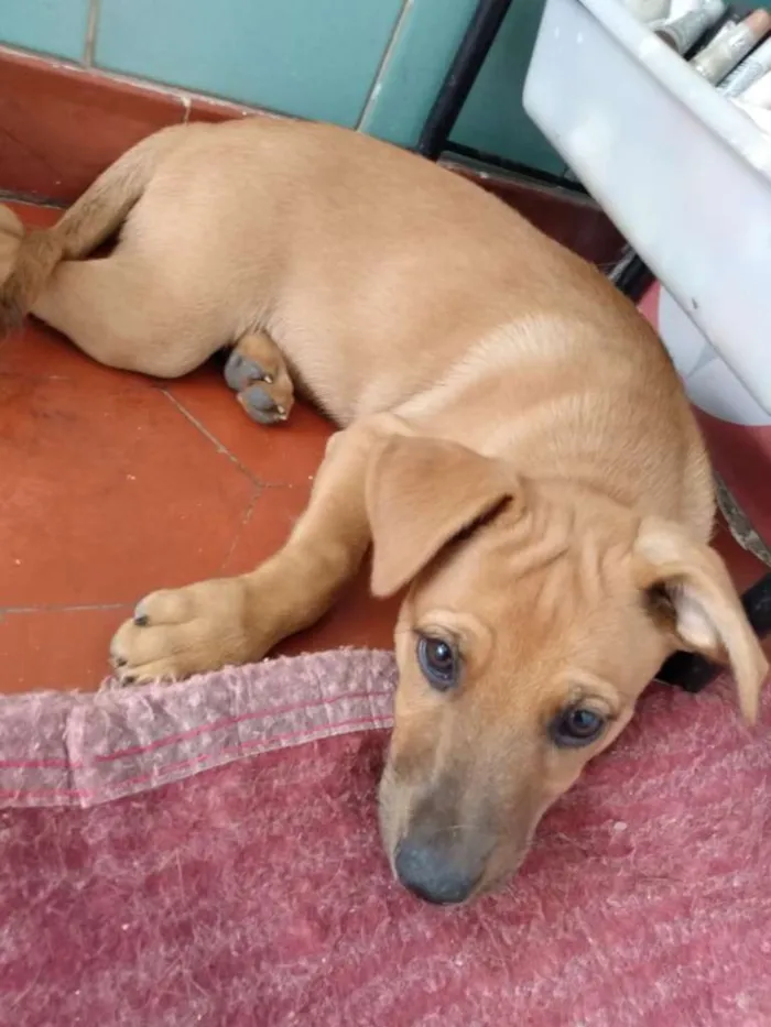 Cachorro ra a SRD-ViraLata idade 2 a 6 meses nome Filhotes 2 meses.