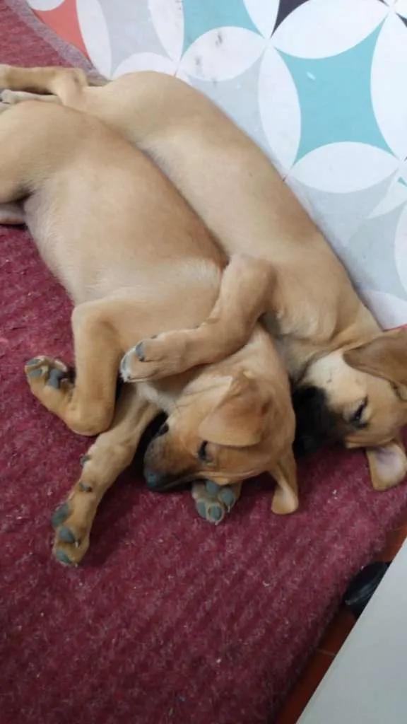 Cachorro ra a SRD-ViraLata idade 2 a 6 meses nome Filhotes 2 meses.