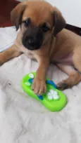 Filhotes 2 meses.