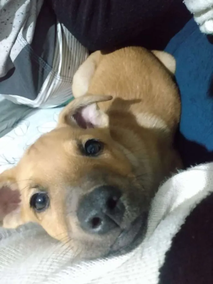 Cachorro ra a SRD-ViraLata idade 2 a 6 meses nome Filhotes 2 meses.