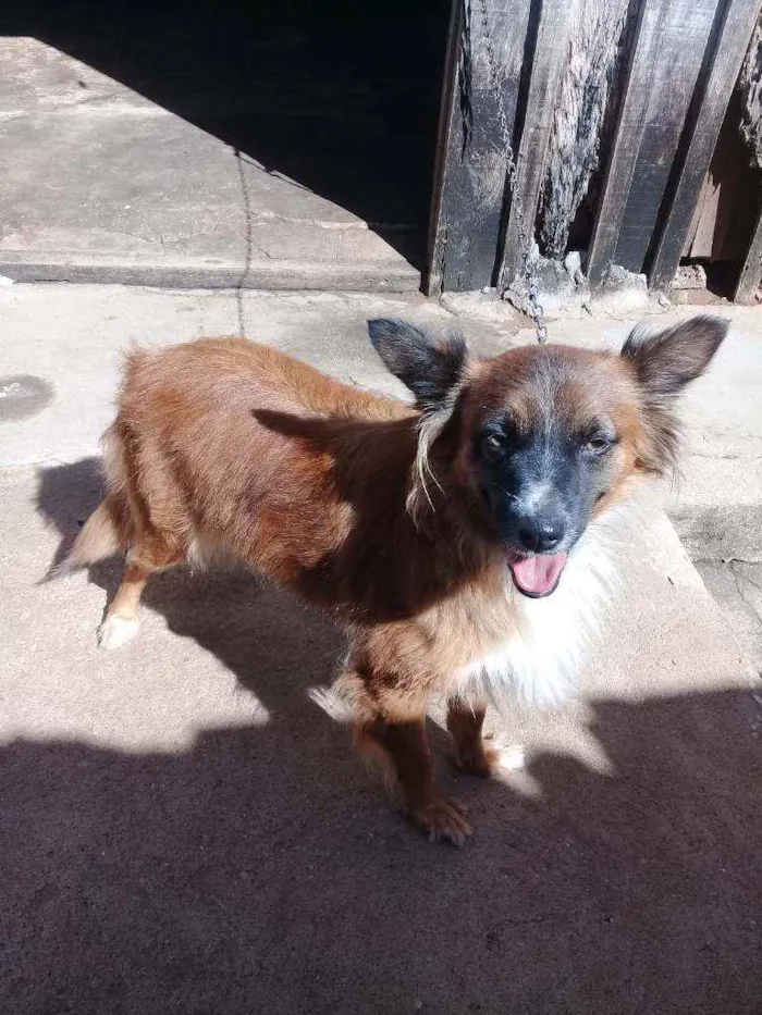 Cachorro ra a  idade 2 anos nome Meg