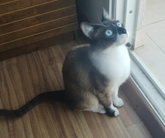 Gato ra a RND idade 7 a 11 meses nome Tato