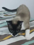 Tato