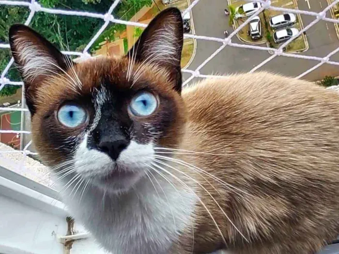 Gato ra a RND idade 7 a 11 meses nome Tato