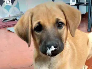 Cachorro raça SRD-ViraLata idade 2 a 6 meses nome Filhotes 2 meses.
