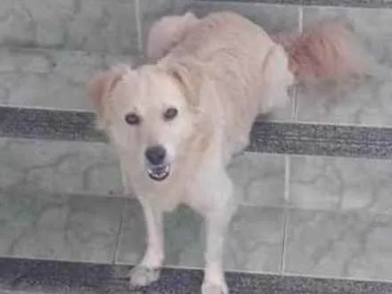 Cachorro ra a Mestiço idade 6 ou mais anos nome Maylon