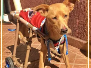 Cachorro raça SRD-ViraLata idade 2 anos nome ALEMÃO