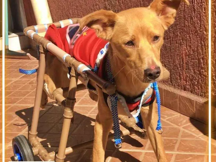 Cachorro ra a SRD-ViraLata idade 2 anos nome ALEMÃO