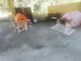 Alvim e tina