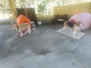 Cachorro raça Bigol idade 6 ou mais anos nome Alvim e tina
