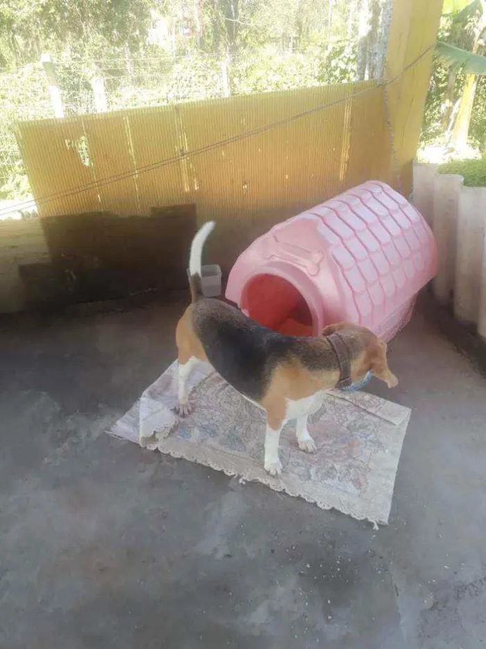 Cachorro raça Bigol idade 6 ou mais anos nome Alvim e tina