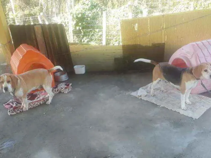Cachorro raça Bigol idade 6 ou mais anos nome Alvim e tina