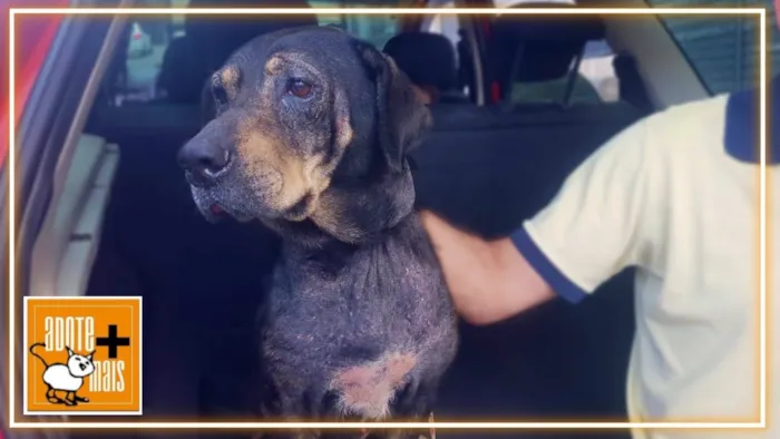 Cachorro ra a SRD-ViraLata idade 6 ou mais anos nome negao 