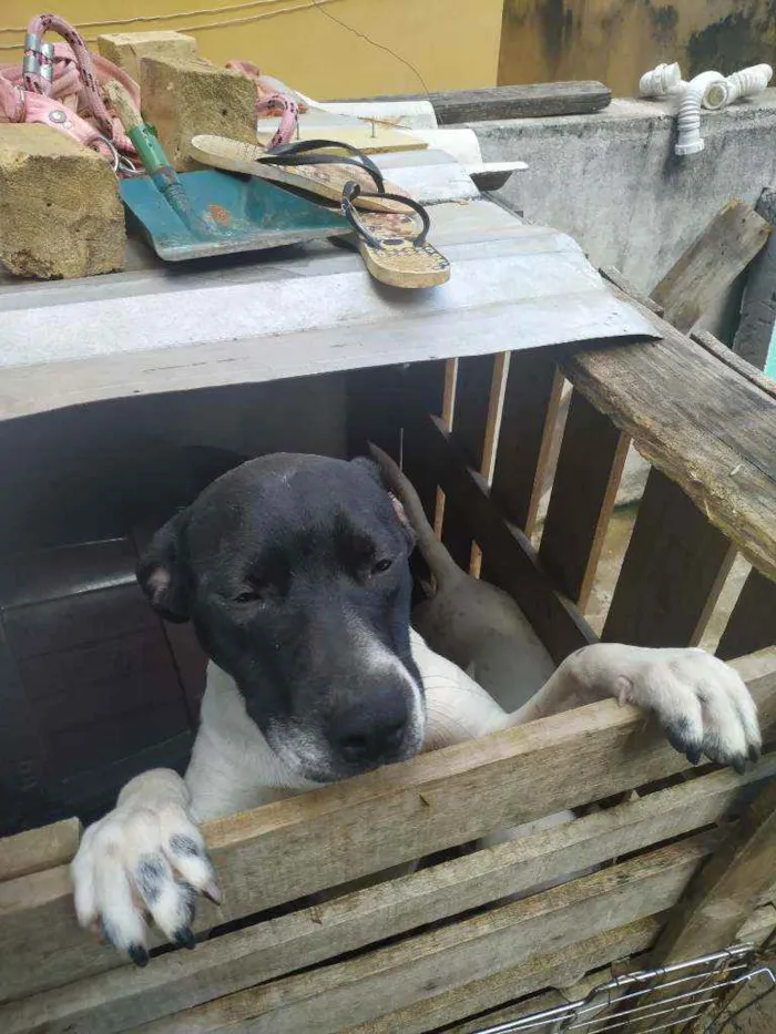 Cachorro ra a Dalmata idade 2 a 6 meses nome Paçoca