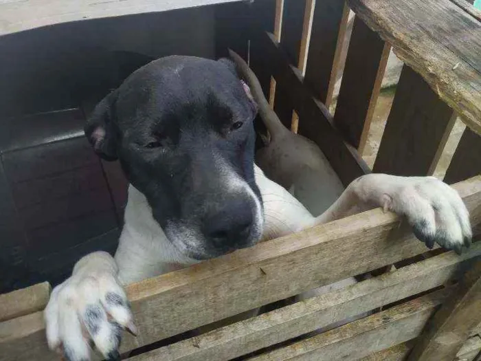 Cachorro ra a Dalmata idade 2 a 6 meses nome Paçoca