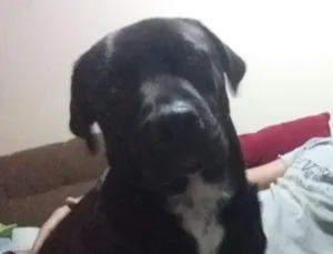 Cachorro raça Labrador idade 3 anos nome Bingo