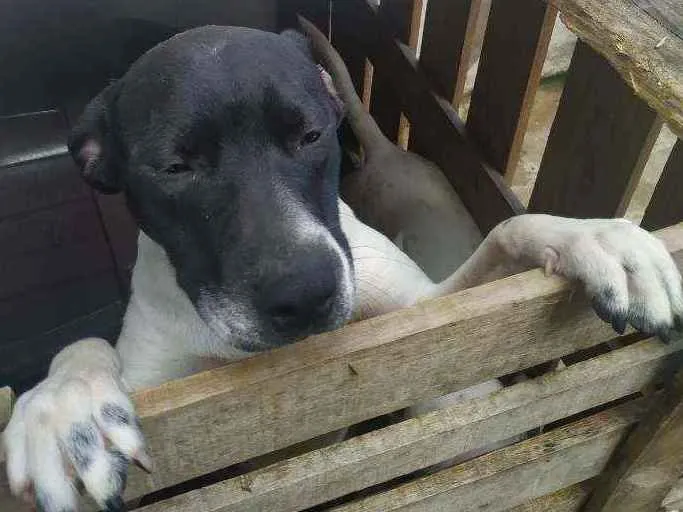 Cachorro ra a Dalmata idade 2 a 6 meses nome Paçoca