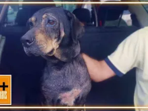 Cachorro raça SRD-ViraLata idade 6 ou mais anos nome negao 