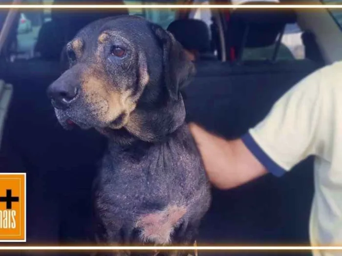 Cachorro ra a SRD-ViraLata idade 6 ou mais anos nome negao 