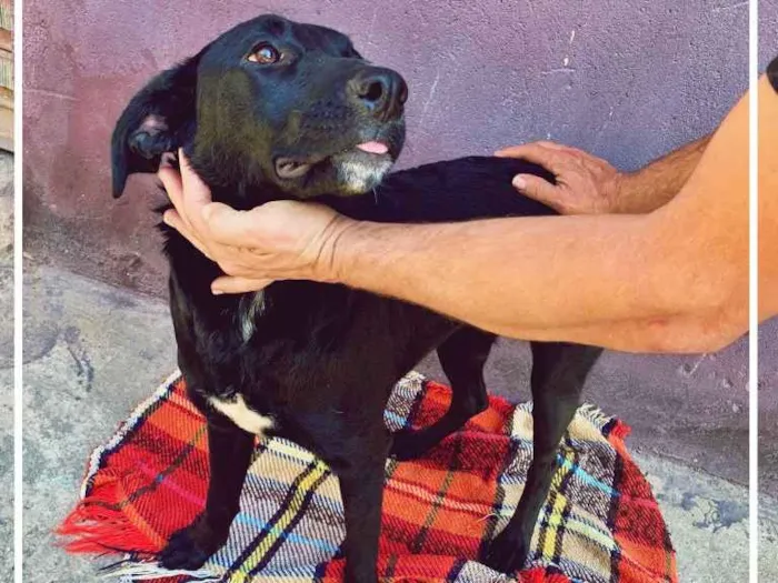 Cachorro ra a SRD-ViraLata idade 1 ano nome ???