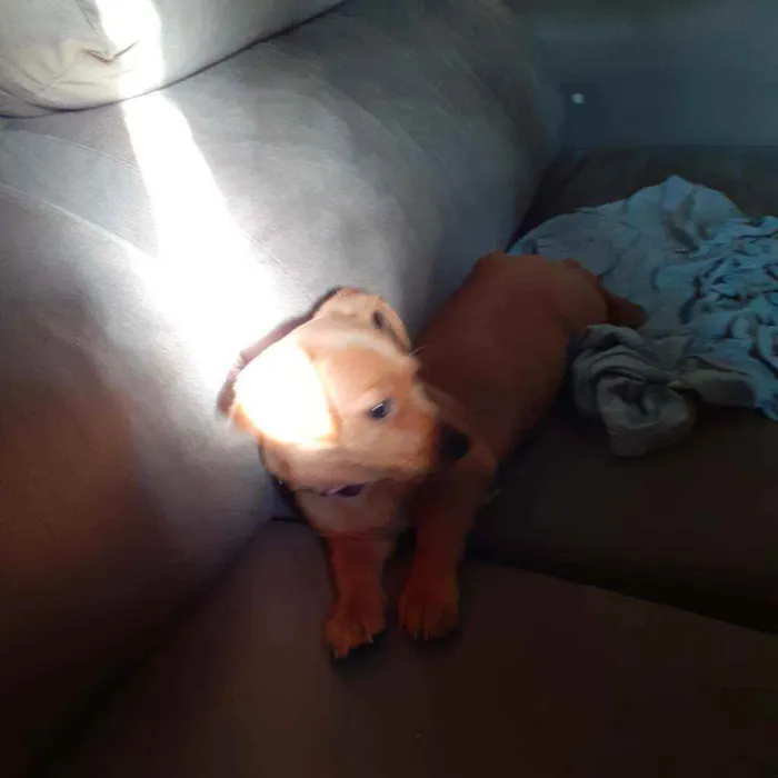 Cachorro ra a Salcicha  idade 2 a 6 meses nome Luna