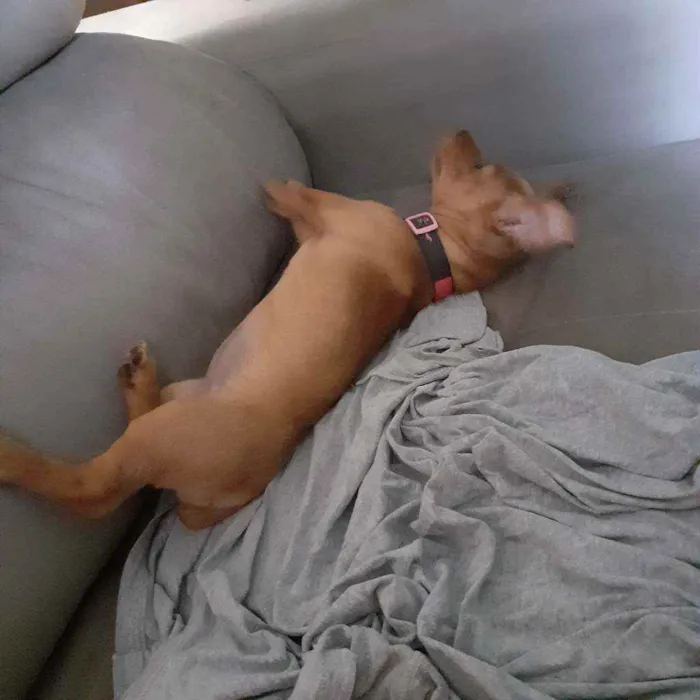 Cachorro ra a Salcicha  idade 2 a 6 meses nome Luna