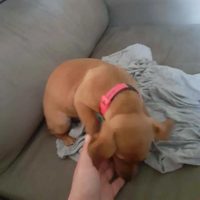 Cachorro ra a Salcicha  idade 2 a 6 meses nome Luna